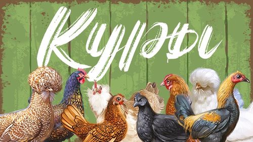 Куры